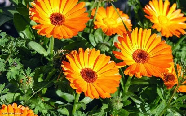 Cómo hacer tu propio cultivo de caléndula en casa