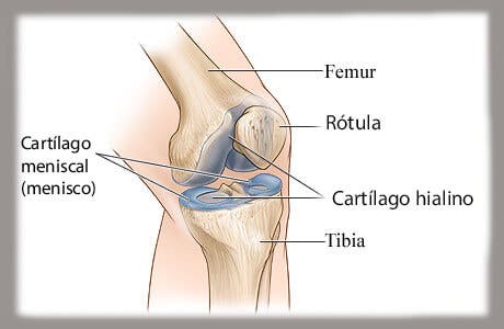 Componentes óseos de la articulación