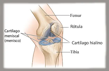 Componentes óseos de la articulación