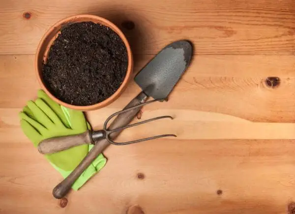 Así debes cultivar caléndula