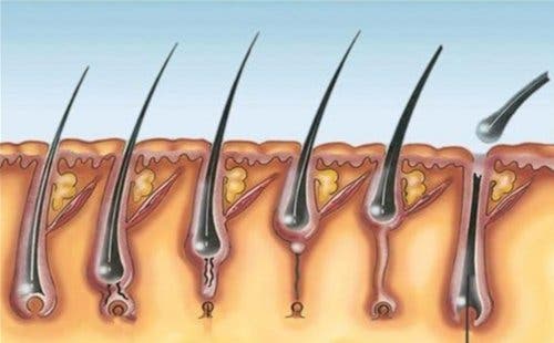 El ciclo de crecimiento del pelo