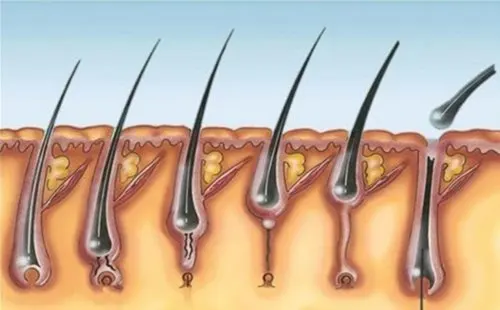 El ciclo de crecimiento del pelo