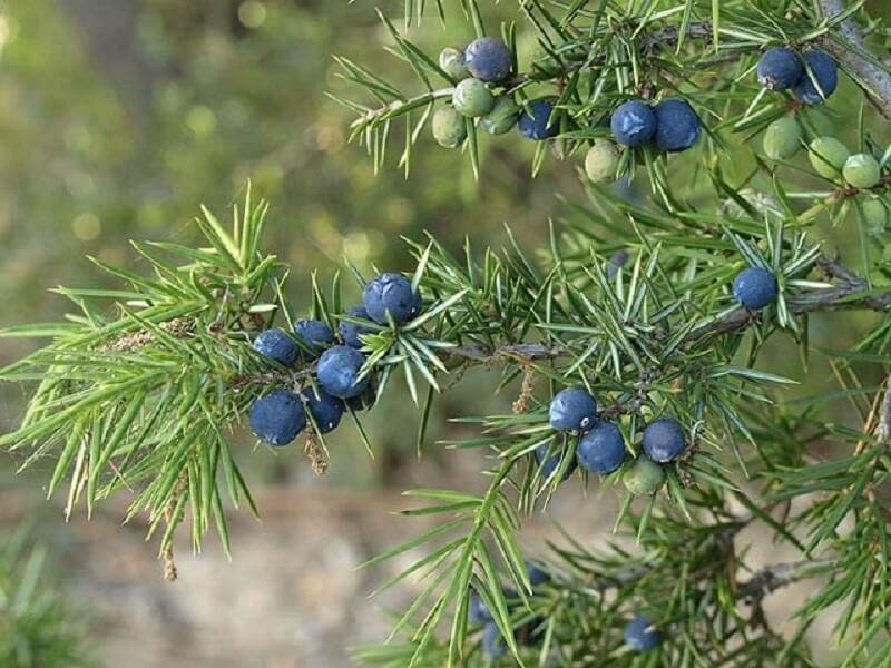 Enebro (Juniperus communis)