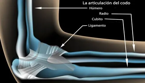 articulación del codo