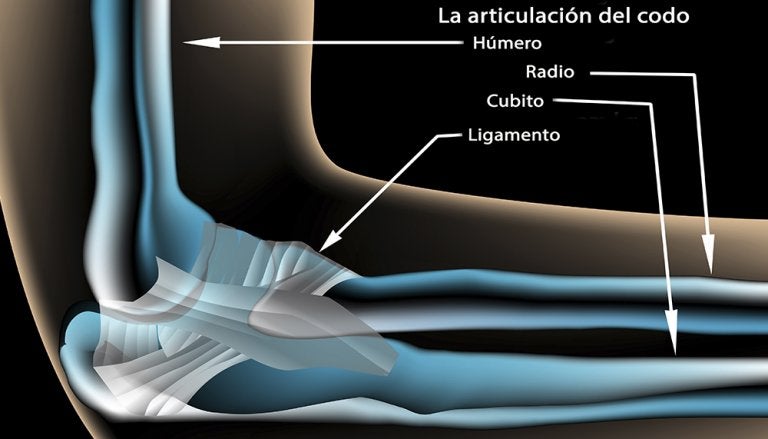 Articulación del codo Mejor con Salud