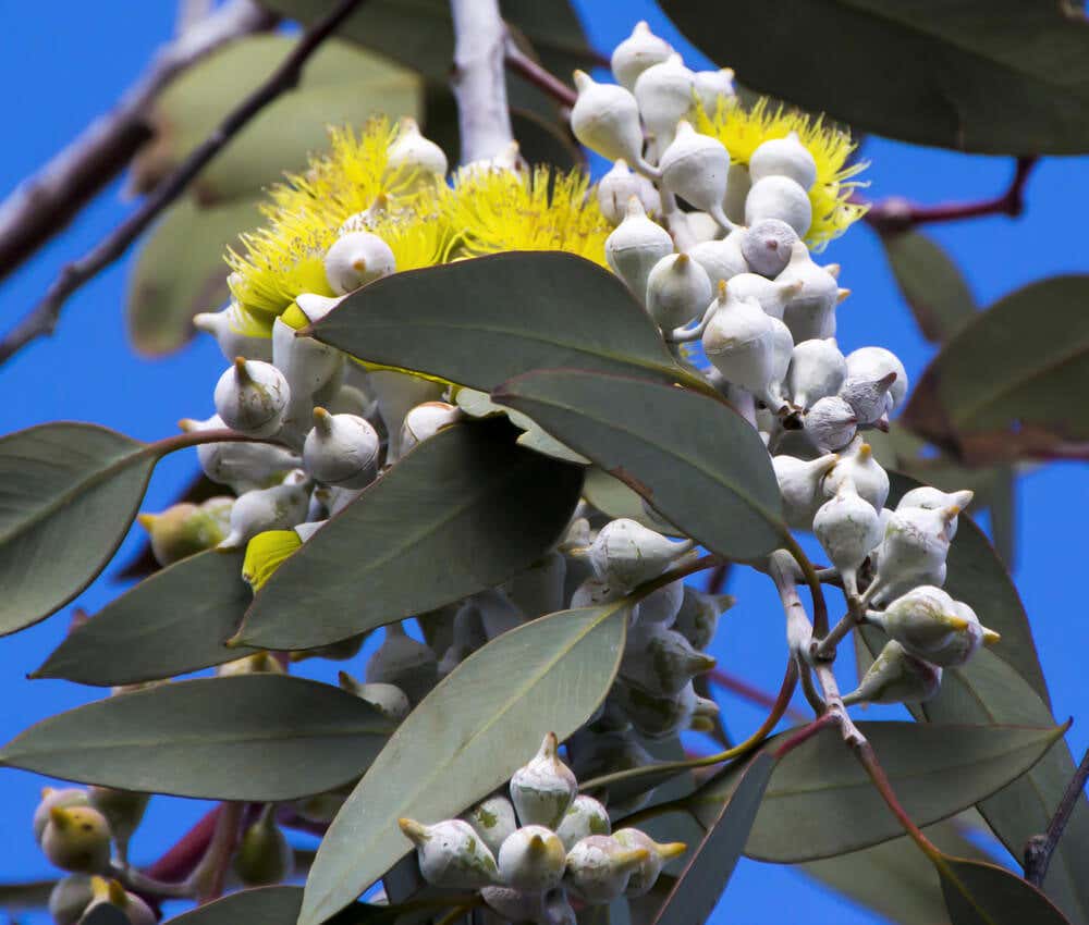 Feuilles et fruits d'eucalyptus.