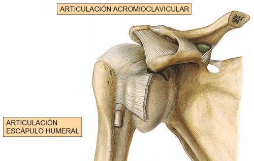 La articulación del hombro un aparato complejo