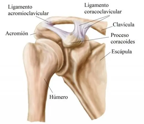 La estabilidad del hombro