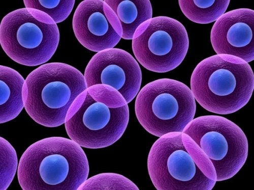 Los folículos pilosos y las células madre