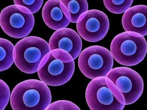 Los folículos pilosos y las células madre