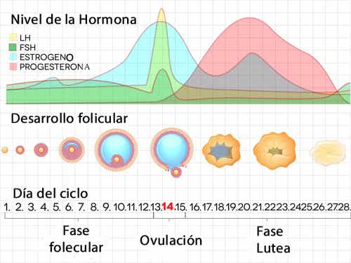 Los valores de la hormona estimuladora del folículo