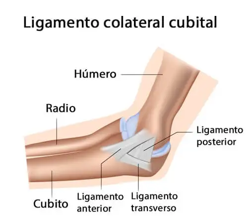 articulación del codo