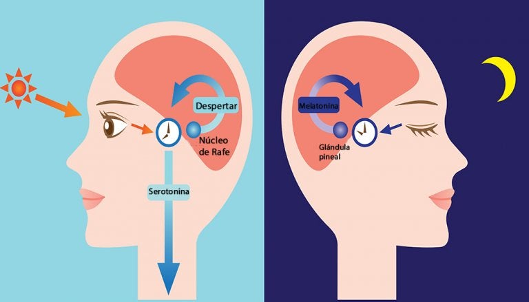 Melatonina: la hormona del sueño - Mejor con Salud