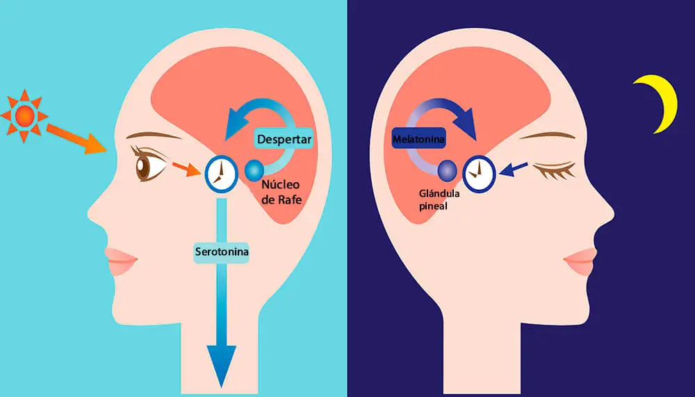 Metabolismo de la melatonina