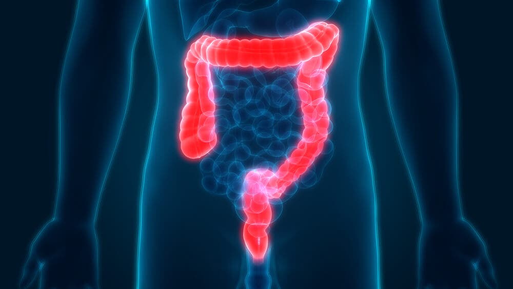 Intestino grueso.