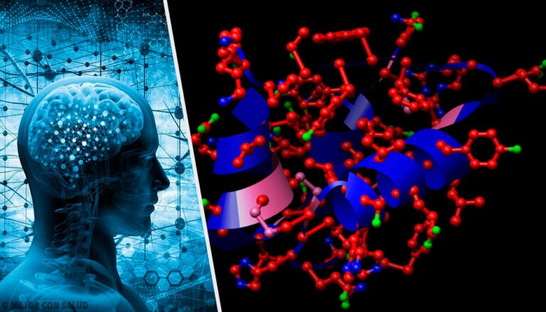 Somatostatina: síntesis y funciones