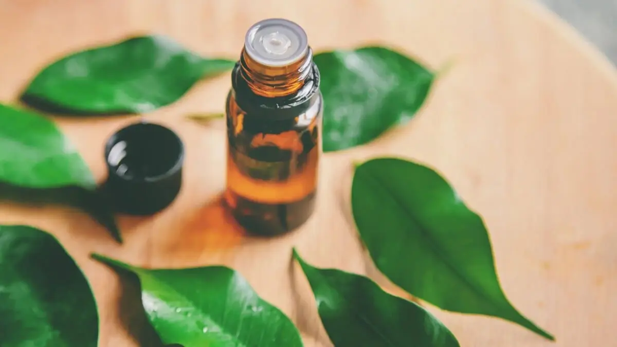 Aceite de árbol de té para eliminar ácaros.