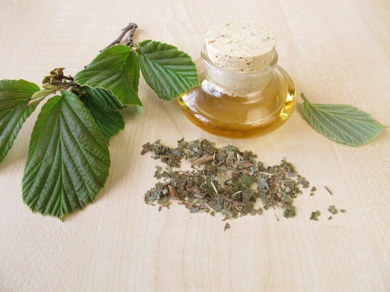 Agua de hamamelis para el cuidado de la piel