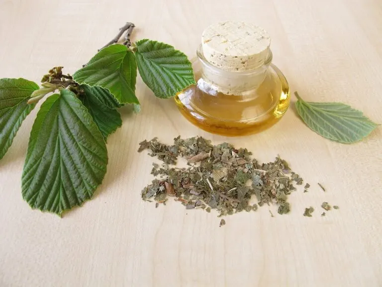 Agua de hamamelis para el cuidado de la piel