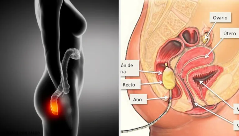 ¿Conoces la anatomía del ano? Descubre su función