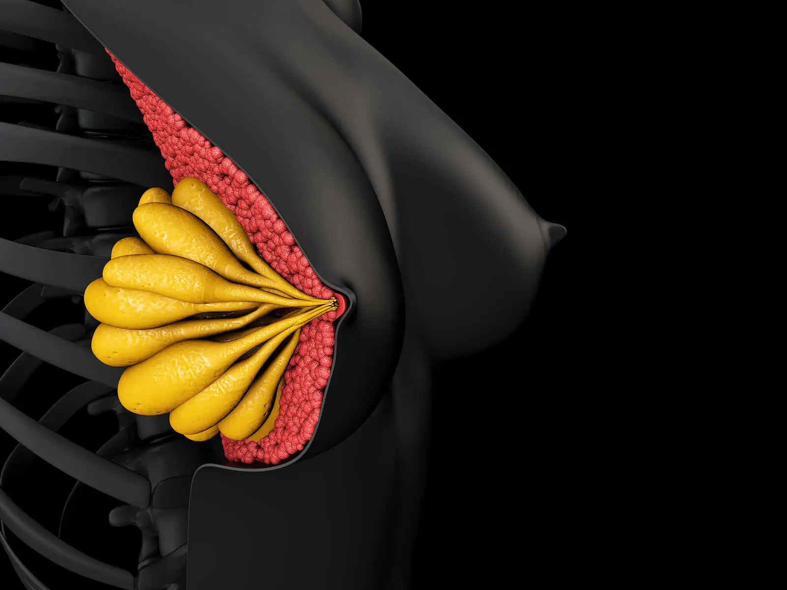 Anatomía de la mama femenina sana.