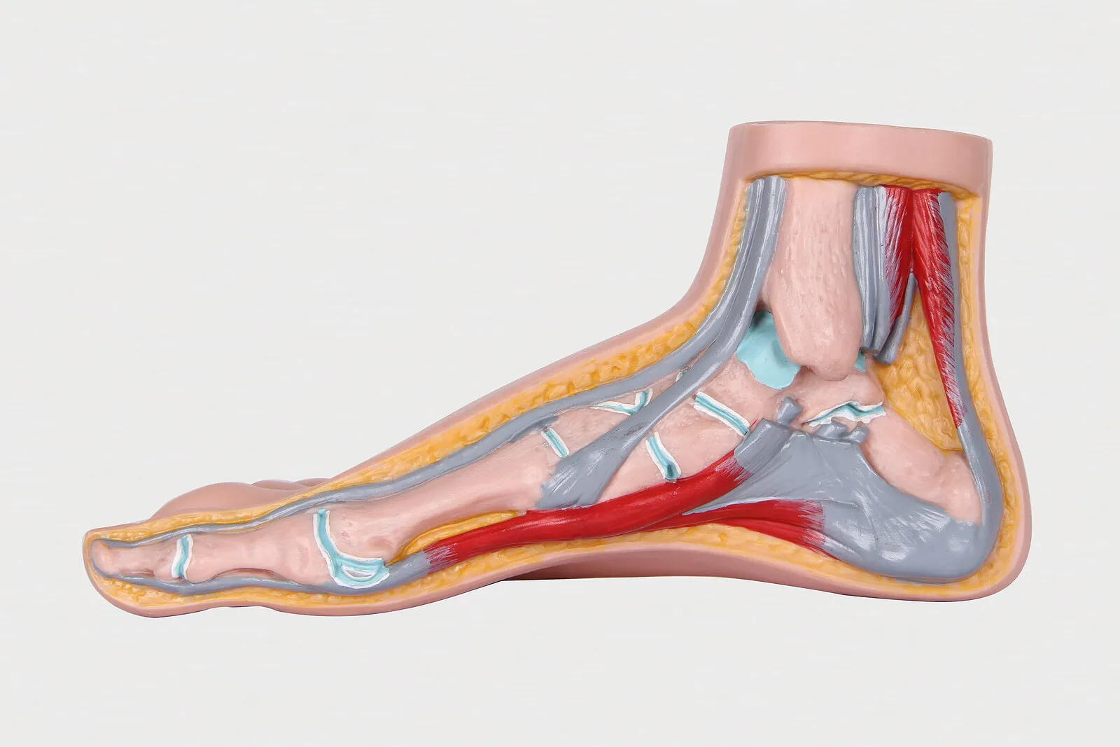Anatomía del pie.