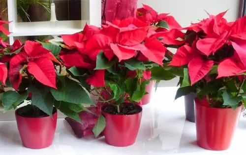 la-flor-pascua-provoca-alergias-navideñas-en-algunas-personas