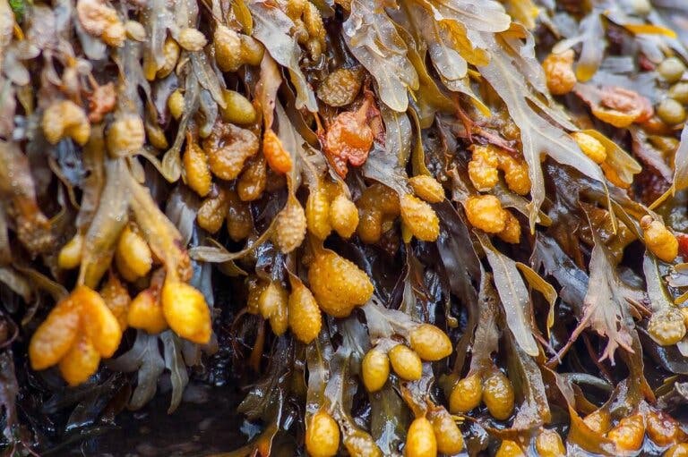 Beneficios medicinales del fucus