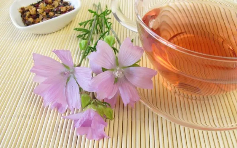 infusion-malva