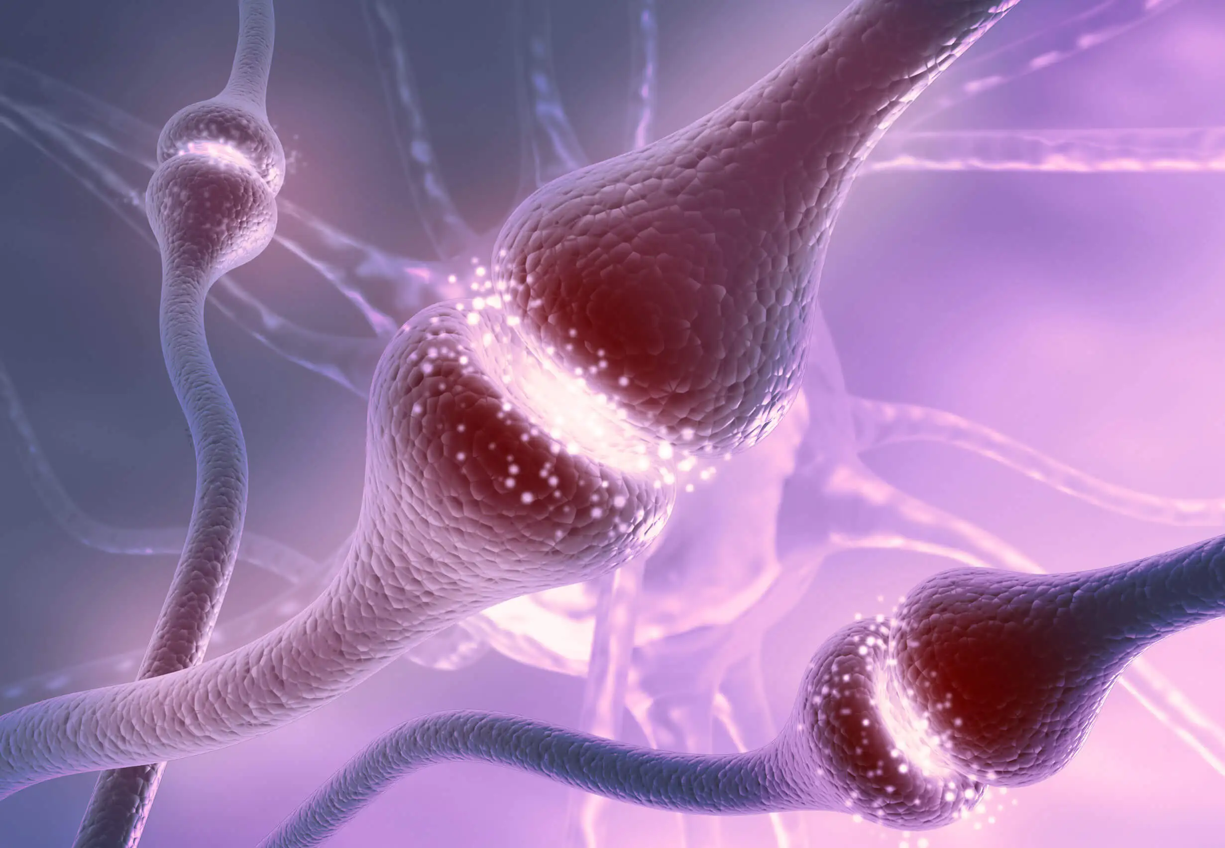 La dopamina actúa como neurotransmisor.