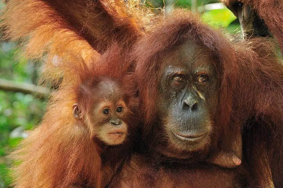 orangutanes