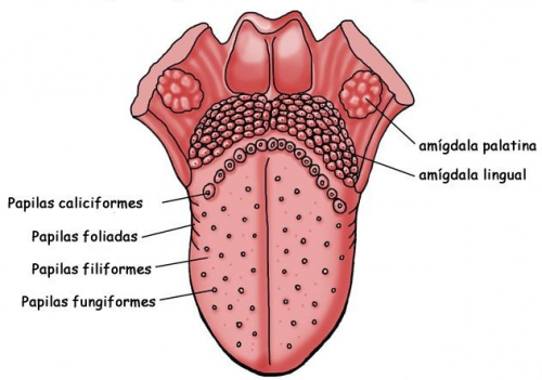 Ubicación de las papilas gustativas