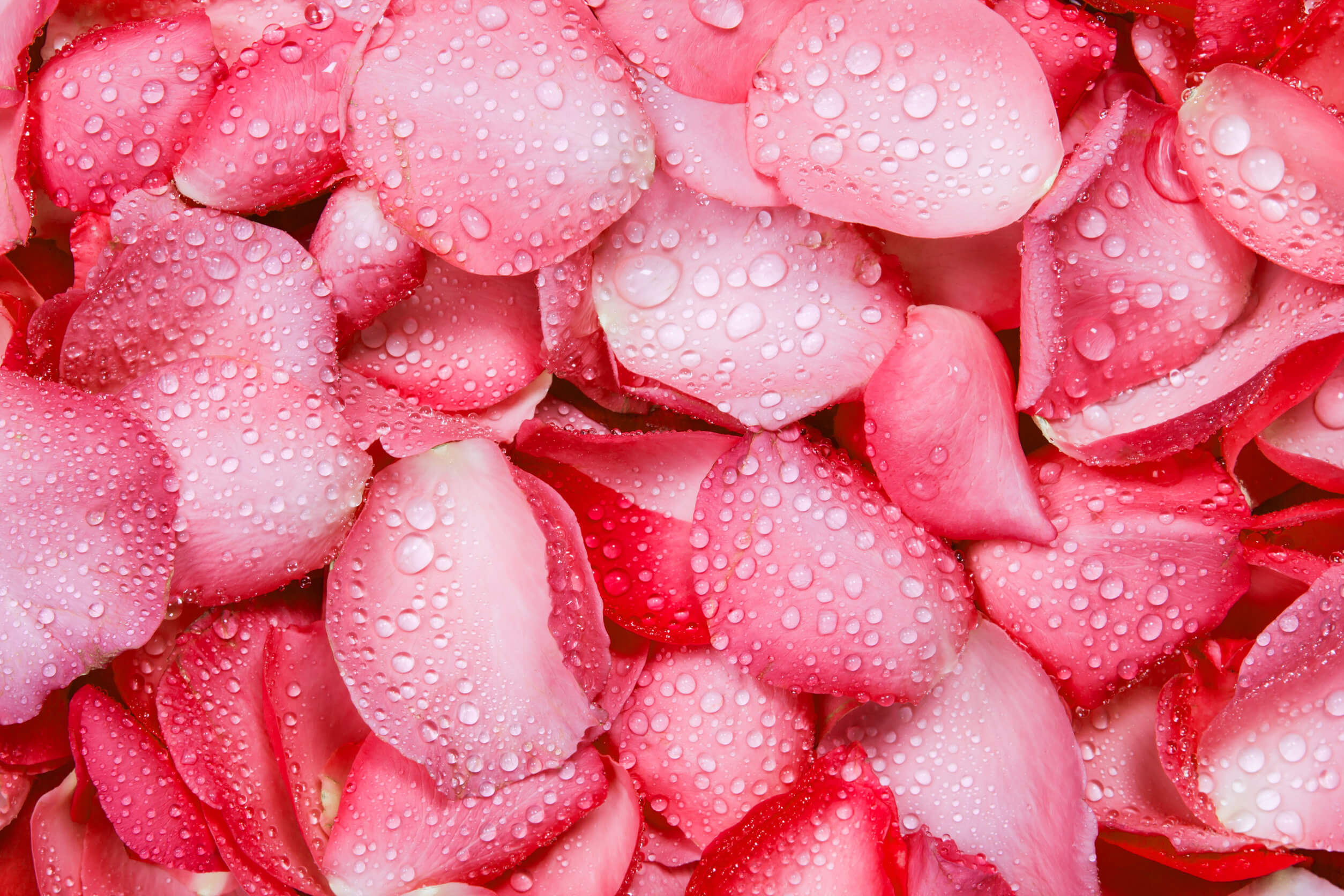 7 formas de usar pétalos de rosas en tu rutina de belleza - Mejor con Salud