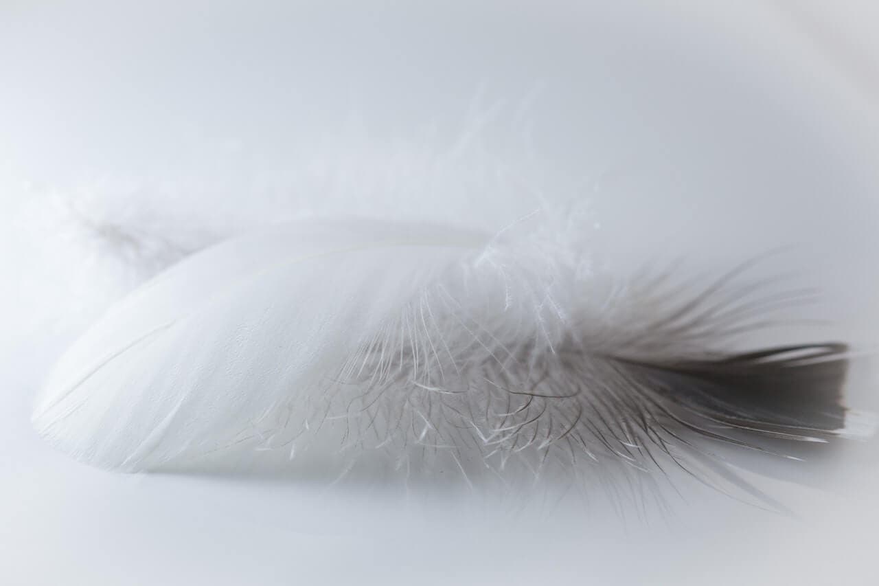 Plumas para jugar en la cama.
