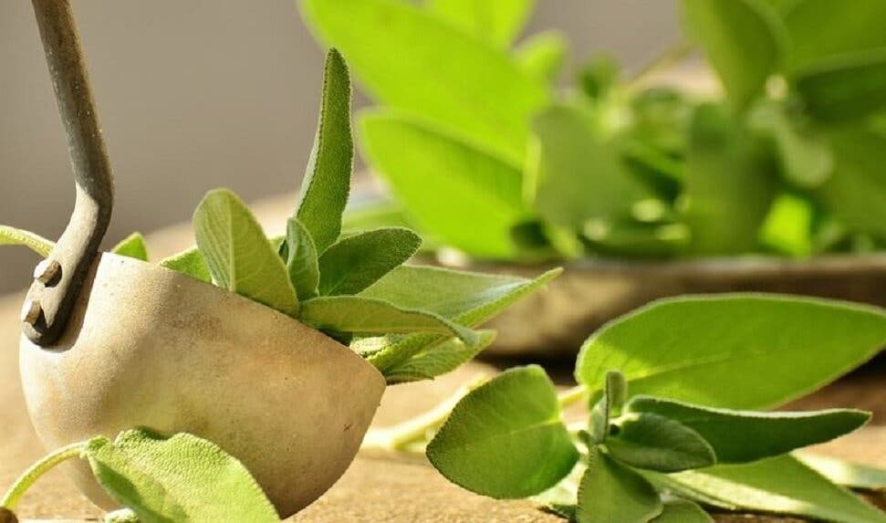 salvia para eliminar el mal olor de las axilas