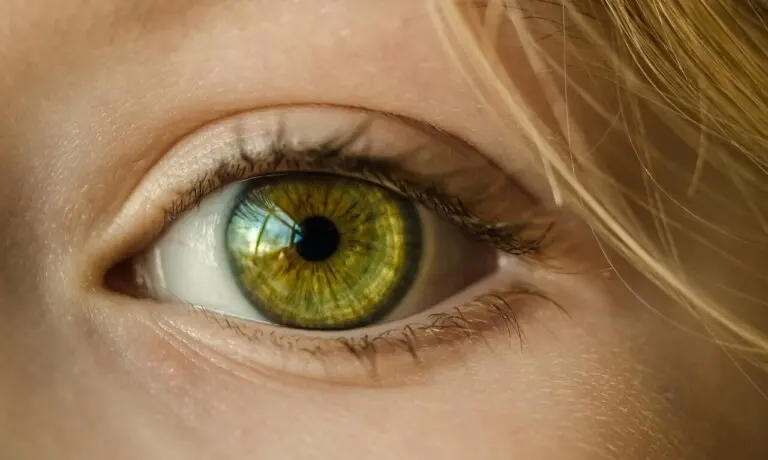 El sentido de la vista y las partes del ojo