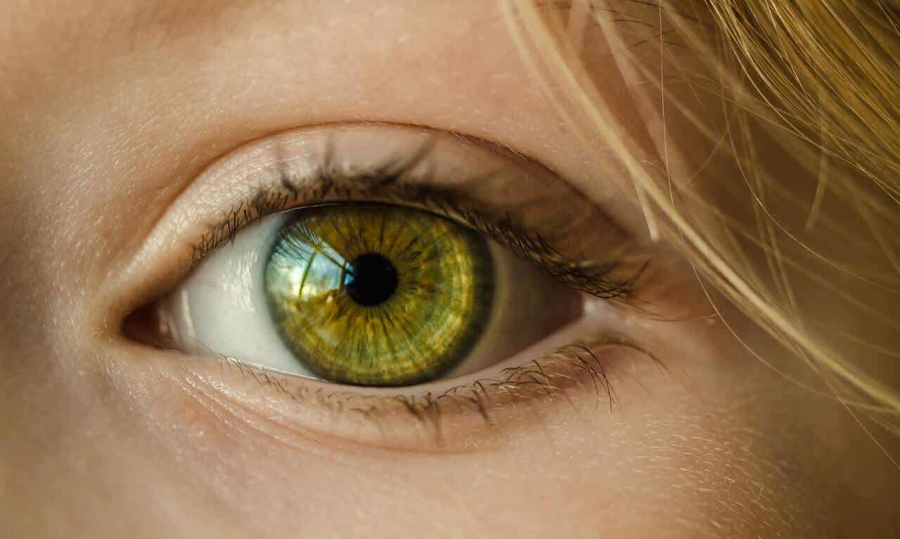 El sentido de la vista y las partes del ojo