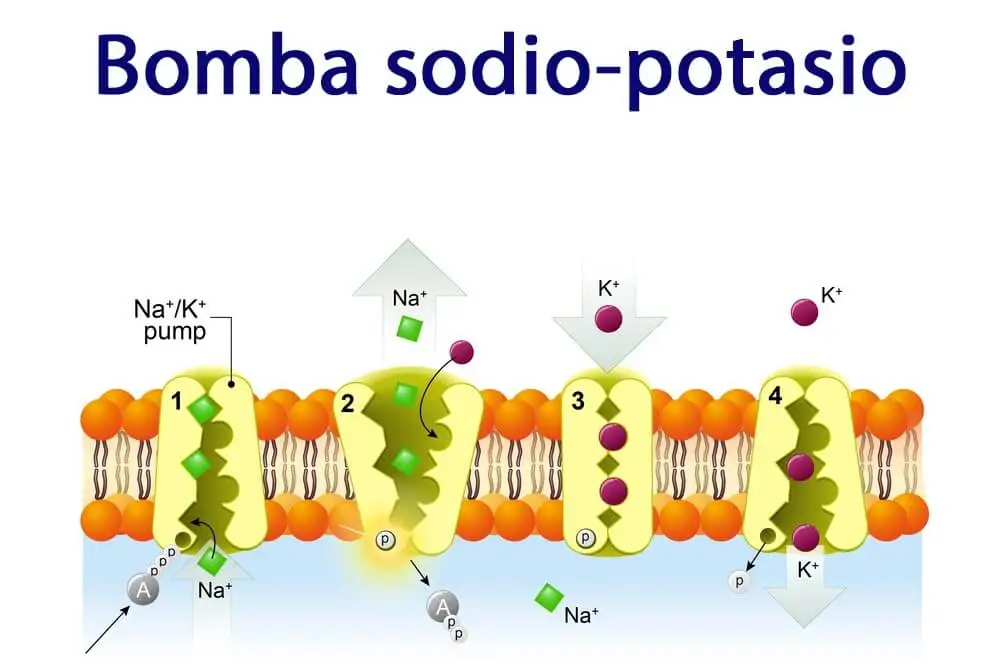 Bomba sodio-potasio