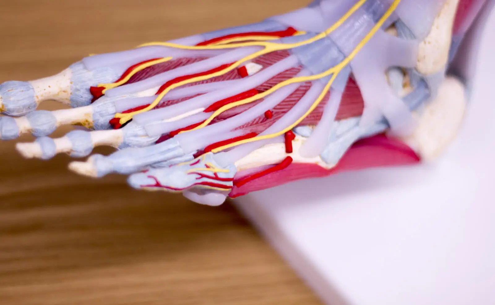Tendones, venas y ligamentos del pie.