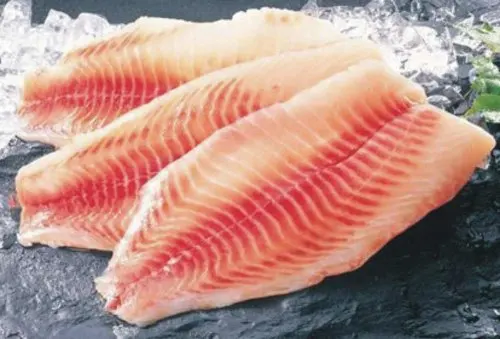 tilapia