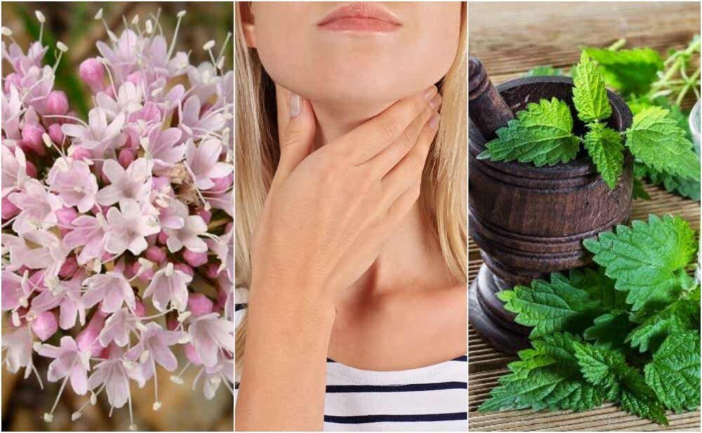 Cómo cuidar la tiroides con 5 remedios con plantas medicinales