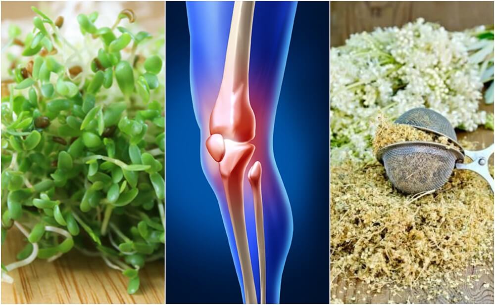 5 remedios herbales que te ayudan a cuidar tus huesos