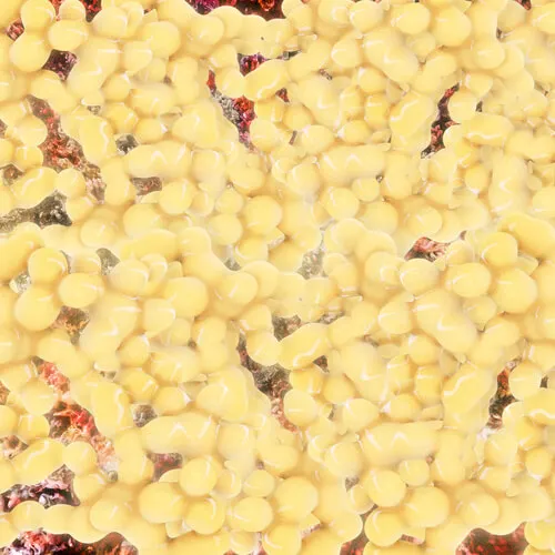 Biochimie de l'adiponectine.