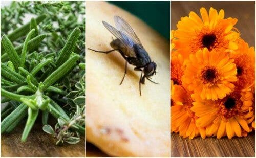 Cómo repeler las moscas de tu hogar con 5 remedios caseros