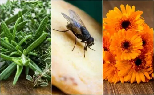 Cómo repeler las moscas de tu hogar con 5 remedios caseros