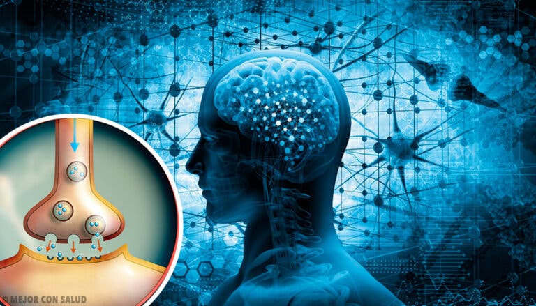 Encefalina: síntesis y funciones