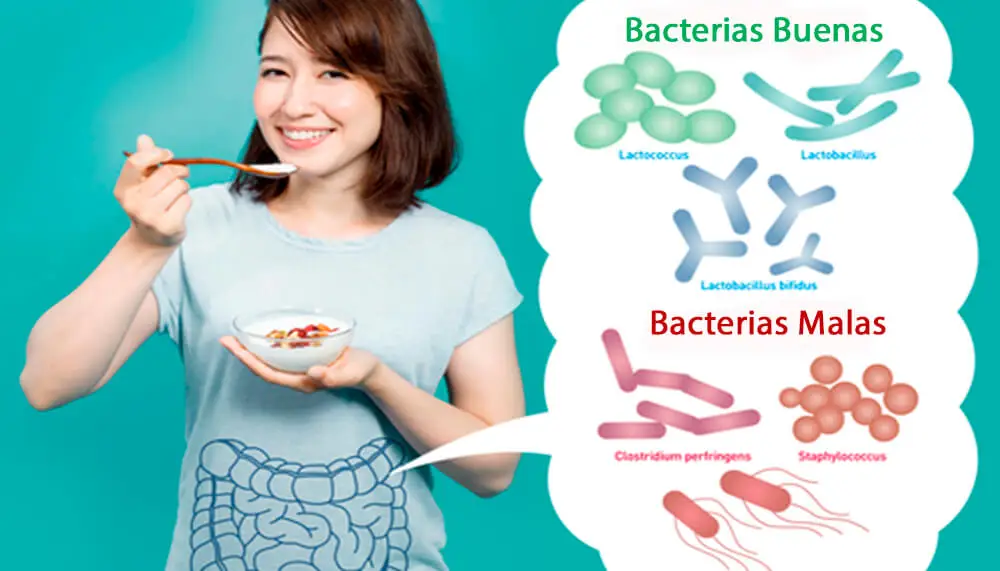Equilibrio y desequilibrio en la flora bacteriana