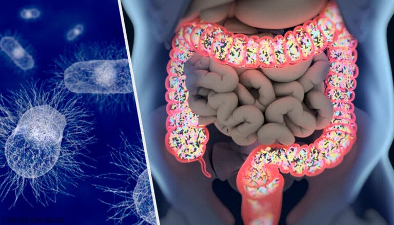 Escherichia coli: todo lo que debes saber