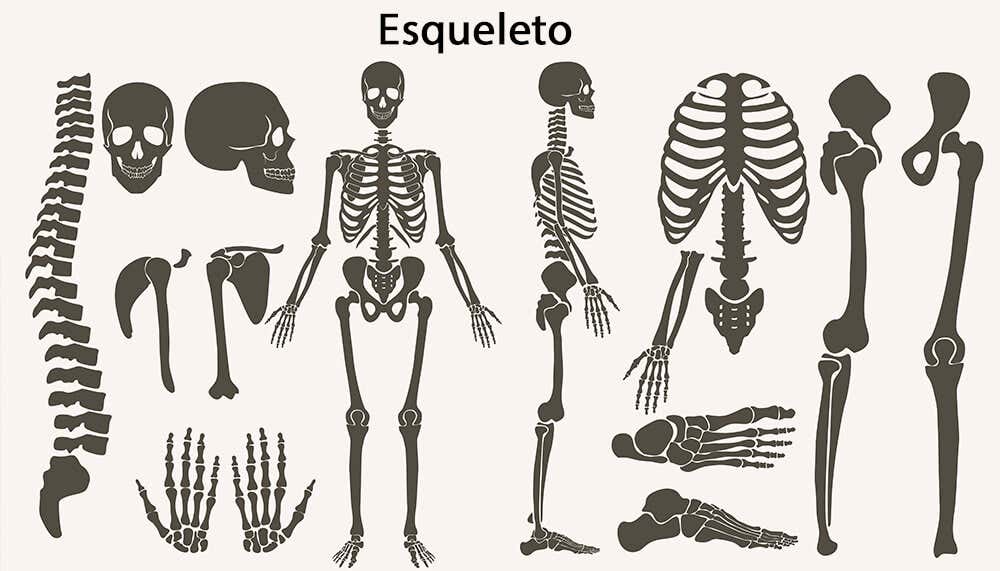 Formación y desarrollo del esqueleto