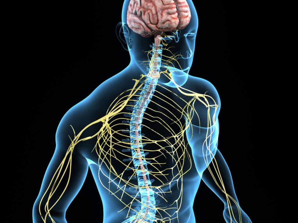 Inositol regula el sistema nervioso